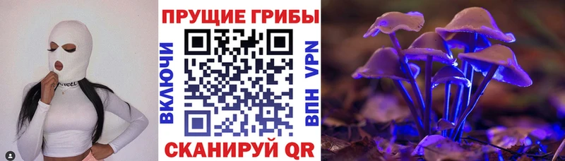 купить наркоту  Новомосковск  Псилоцибиновые грибы мицелий 